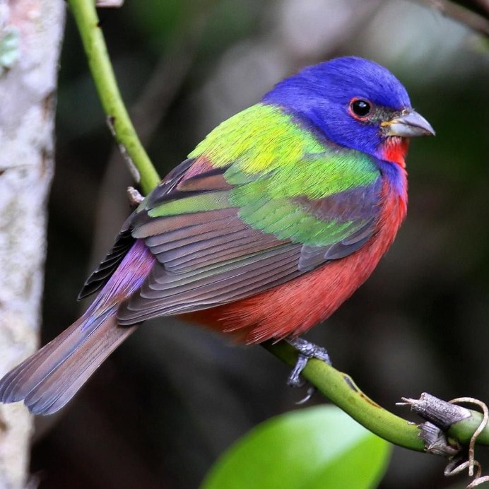 Птица Никобарский голубь