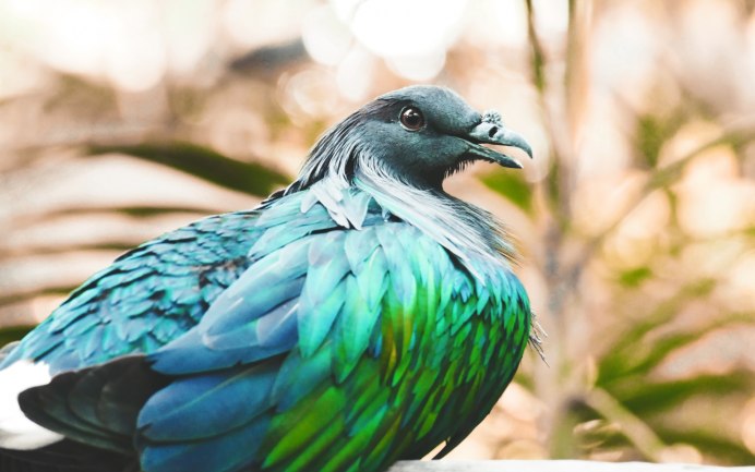 Птицы с ярким оперением