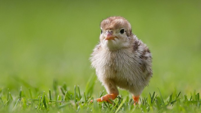 Цыплята Венгерки