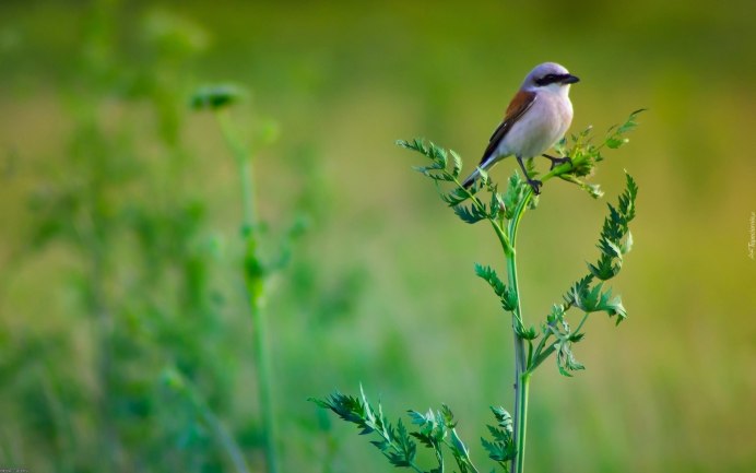 Птица в траве
