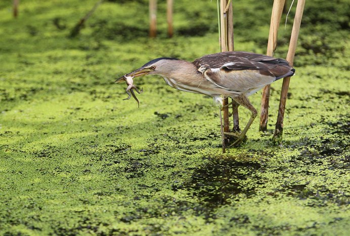 Птицы Луга Луговой скворец
