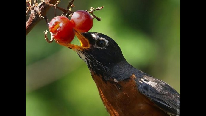 Лесные птицы поползень