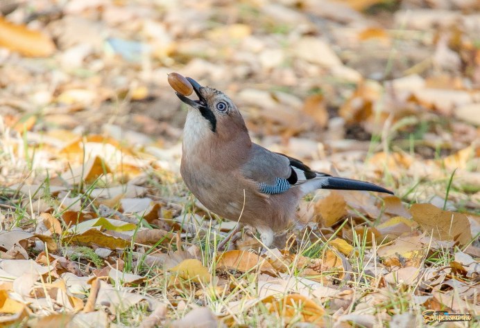 Сойка и дуб