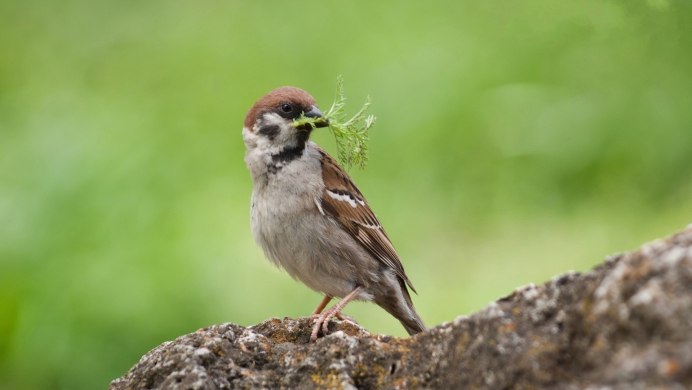 Зяблик и Воробей