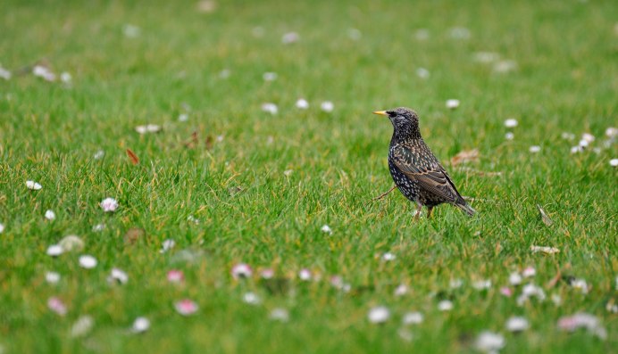 Коростель птенец черный