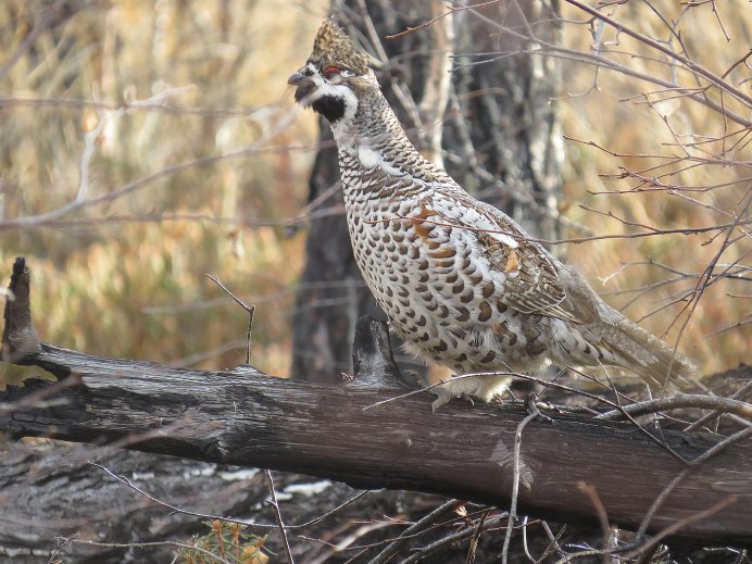 Рябчик Tetrastes bonasia