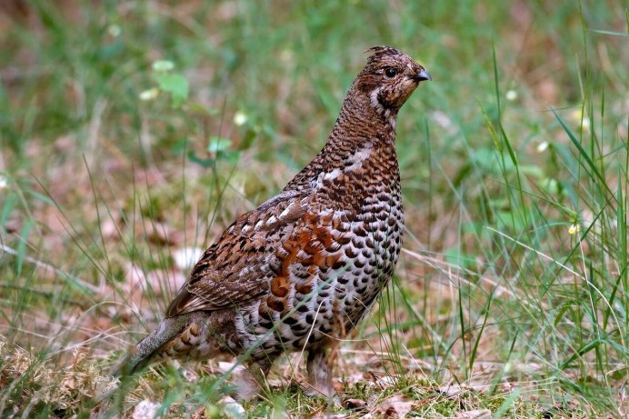 Семейства Тетеревиные Tetraonidae