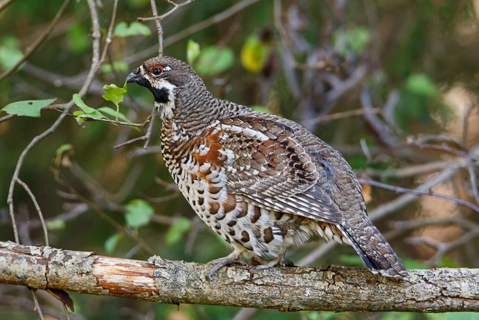 Рябчик Tetrastes bonasia