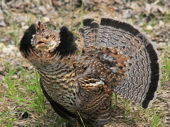 Рябчик (Bonasa bonasia)