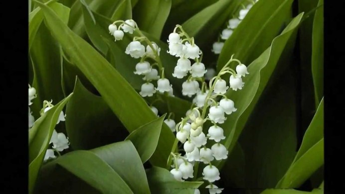 Ландыш Майский