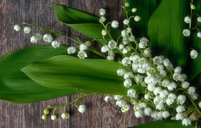 Ландыш горный Convallaria Montana