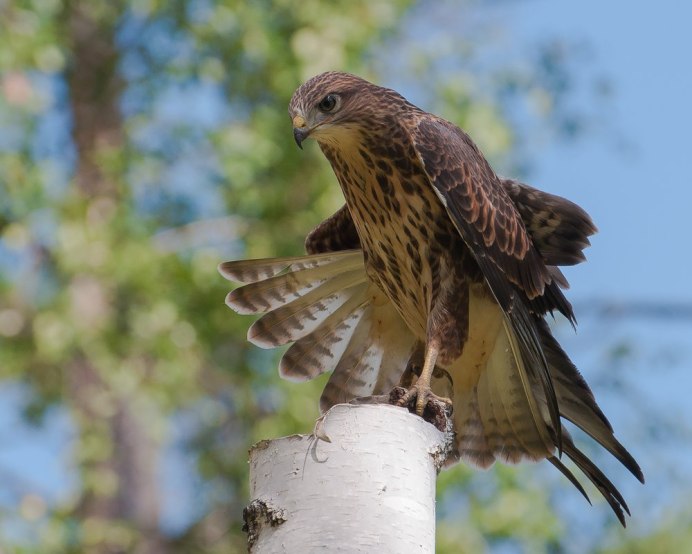 Канюк птенец