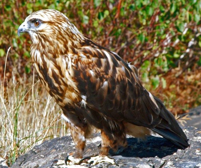 Длинноногий канюк