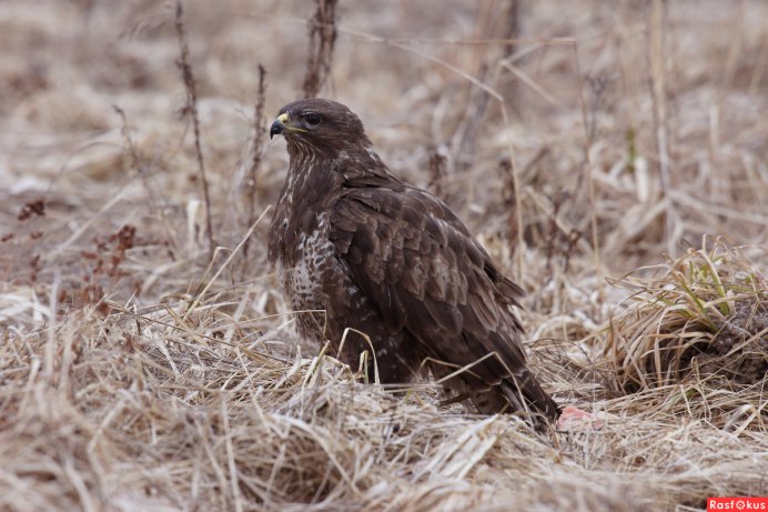 Обыкновенный канюк голос