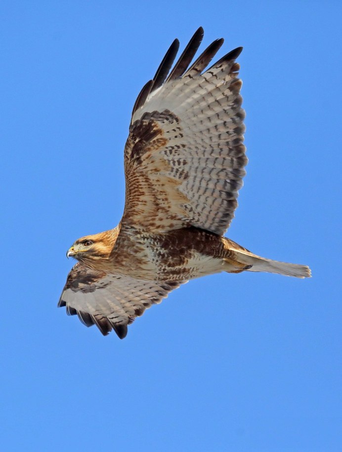 Луговой канюк