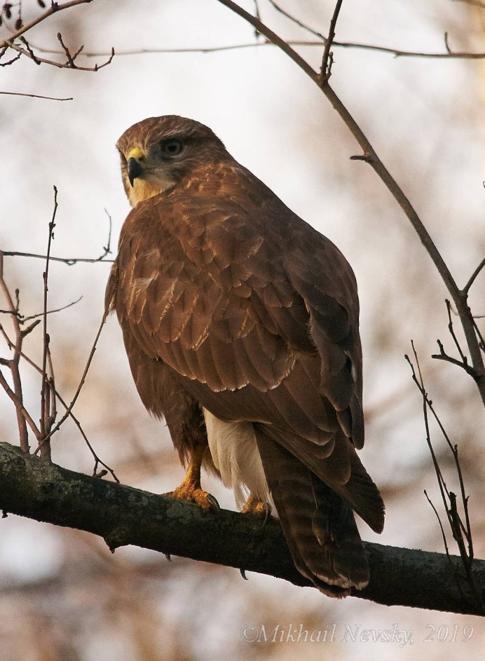 Канюк хищная птица