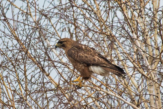 Канюк Степной птица
