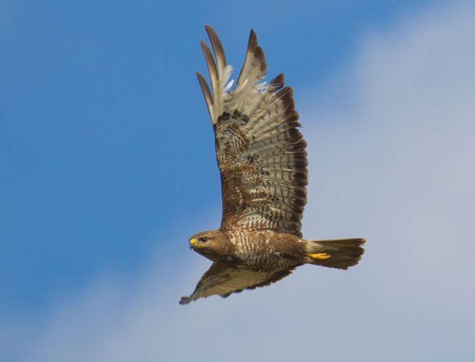 Степной канюк