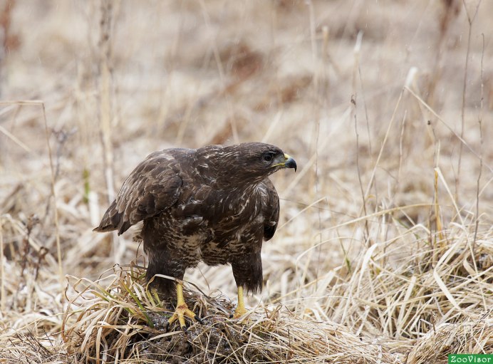 Сокол канюк обыкновенный