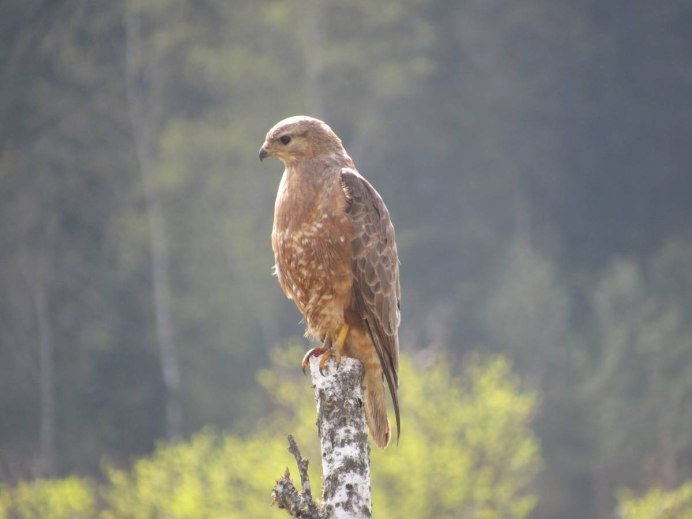 Сарыч малый птица