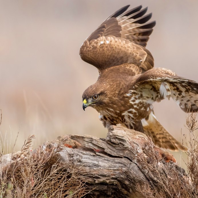 Обыкновенный канюк Сарыч малый
