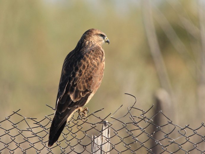Канюк Сарыч обыкновенный