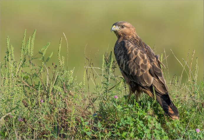 Ястреб канюк