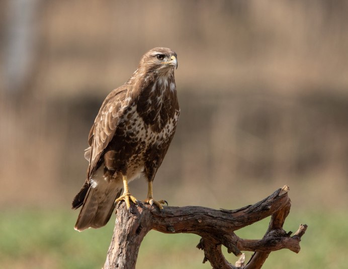 Канюк хищная птица