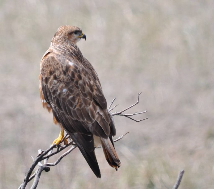 Обыкновенный канюк Buteo Buteo