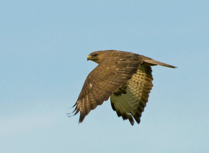 Канюк Сарыч обыкновенный