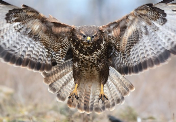 Обыкновенный канюк Buteo Buteo