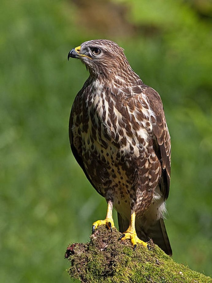 Обыкновенный канюк Buteo Buteo