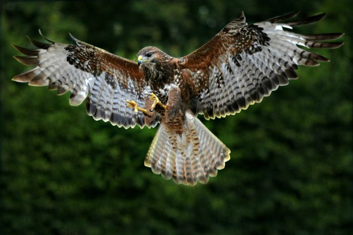 Канюк обыкновенный птица