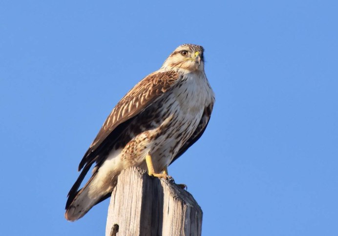 Обыкновенный канюк Buteo Buteo