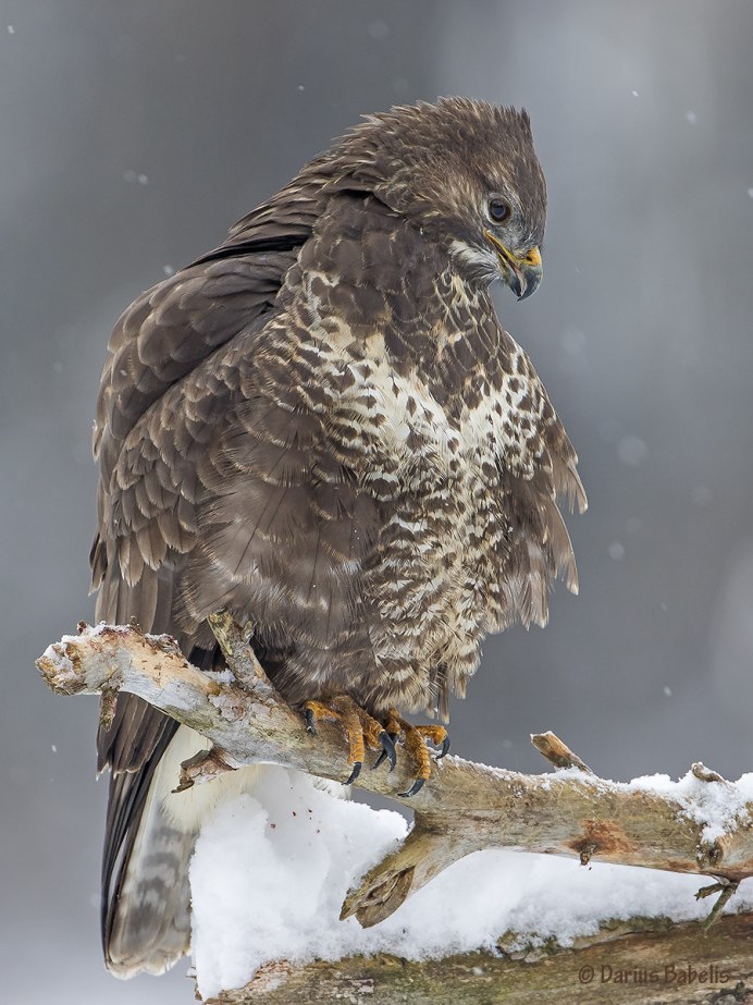Канюк Сарыч обыкновенный