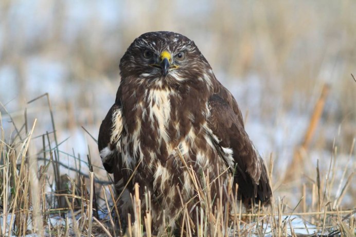 Обыкновенный канюк Buteo Buteo