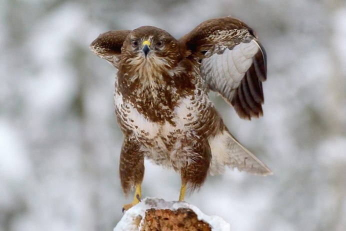 Канюк Сарыч