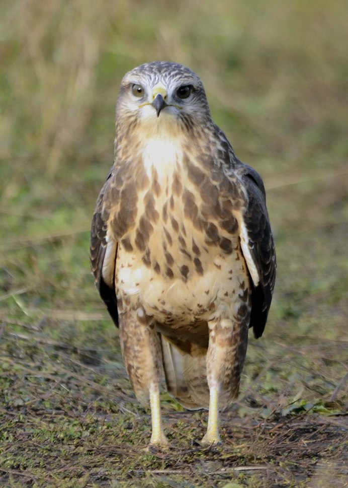 Сарыч обыкновенный