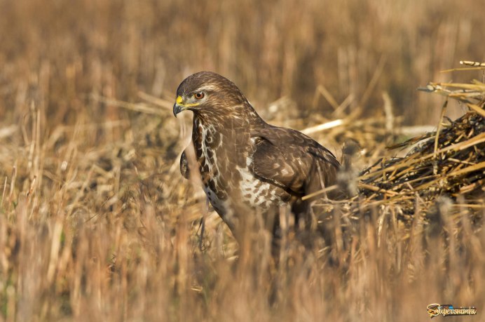 Сарыч птица