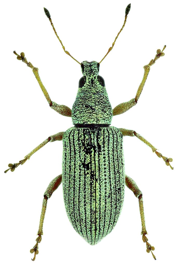 Polydrusus formosus