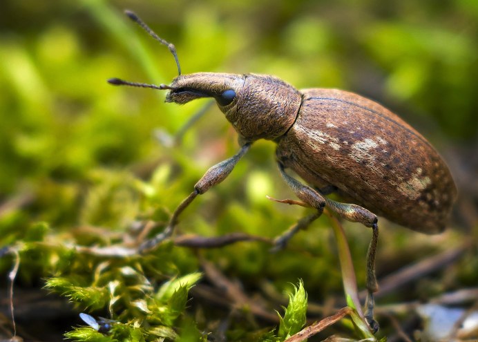 Cossoninae