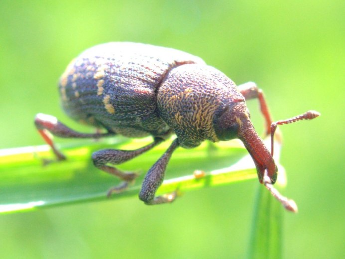 Sitophilus zeamais (кукурузный долгоносик)