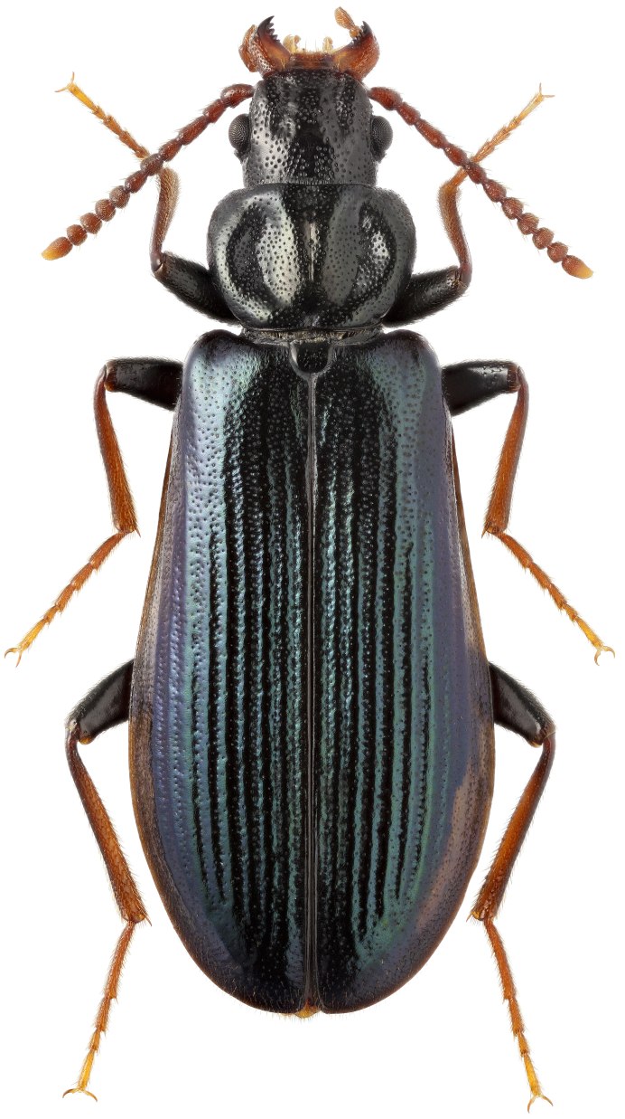Graptus triguttatus