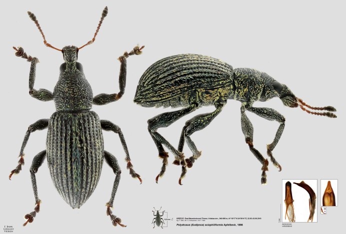 MOGULONES Fatidicus