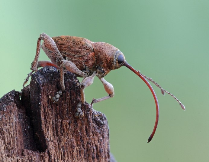 Жук Cyrtotrachelus buqueti