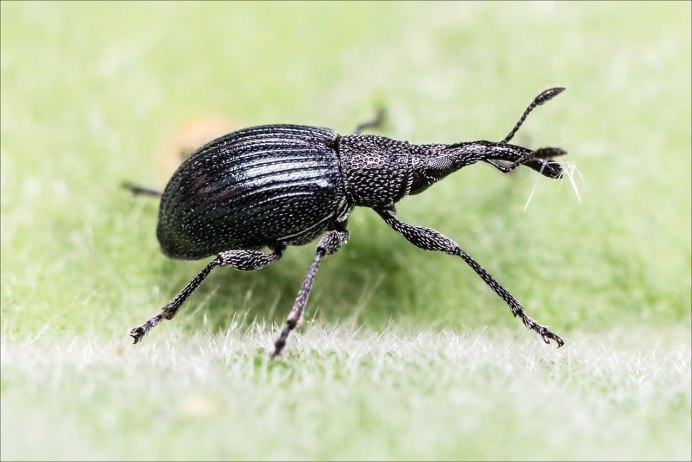 Pytho kolwensis