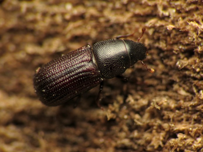 Weevil Eye