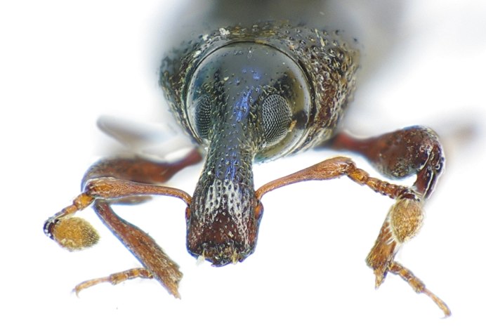 Долгоносики (Curculionidae)