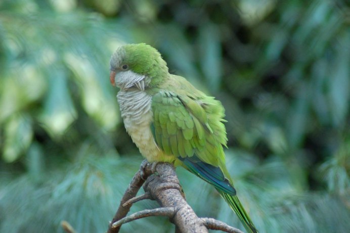 Myiopsitta monachus