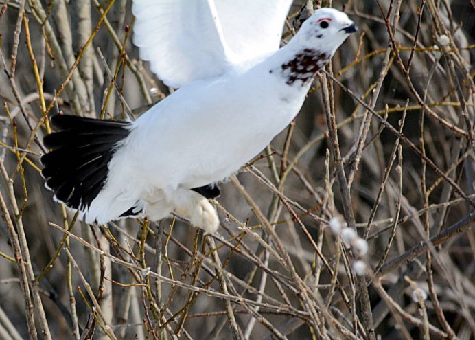 Калифорнийский Quail